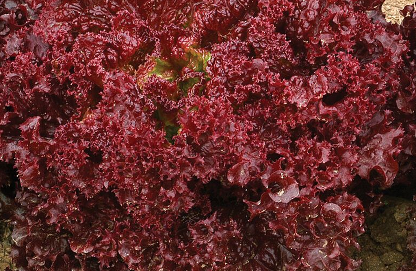Red lettuce background