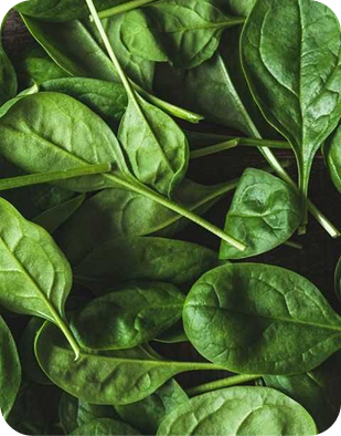 Spinach