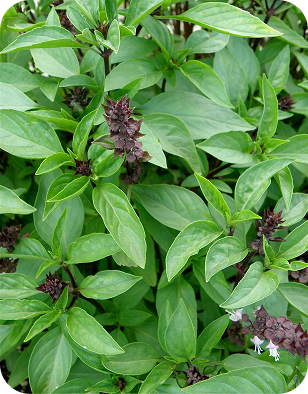 Thai Basil