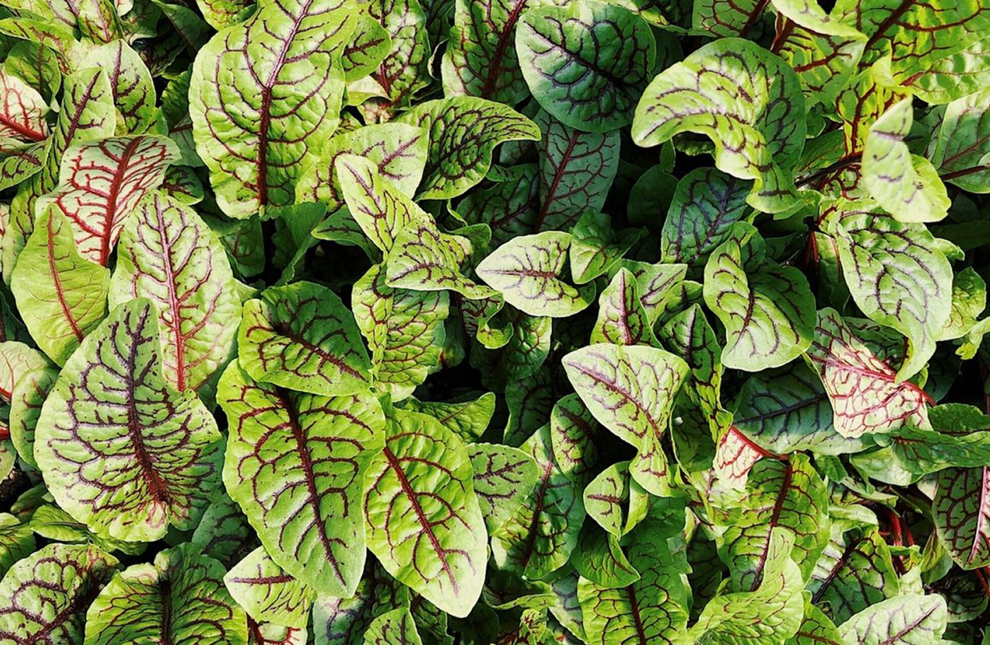 Traceability Background